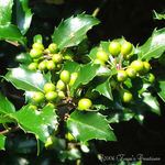 Holly Berries