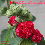 Hollyhock Buds