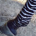hoof