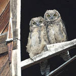 Horned Owls