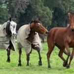 Bully Horse