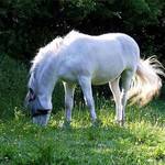 Horse in leaves