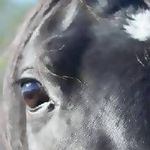 Window to the Soul