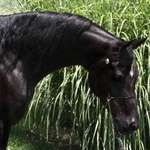 Arabian Horse