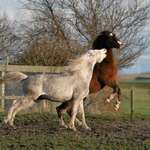 Horses' Action - white horse biting