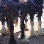 Draft horses