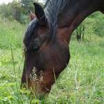 Toby Grazing