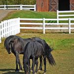 Horses