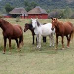 horses