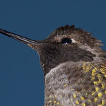 Hummer Head