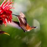 Hummingbird with Flare at Bee Balm flower