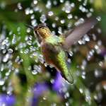 Hummingbird - Crazy over the Fountain spray