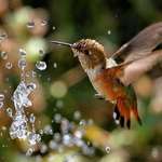 Hummingbird, Fountain Dancing 2007