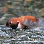 Hummingbird Laying in Water, beak immersed