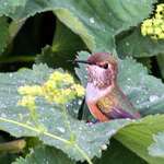 Hummingbird - Bathing on Leaf Droplets