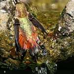 Hummingbird Resting on birdbath