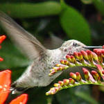 Hummingbird side view