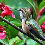 Hummingbird & Weigela flowers