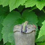Hummingbird displaying tail spots
