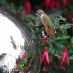 Hummingbird Admiration at Gazing Ball