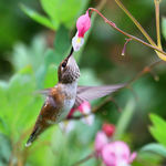 Hummingbird & Bleeding Heart flower 2008