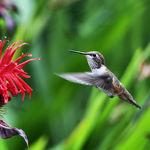 Hummingbird in Flight towards Bee Balm flower
