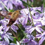 Hummingbird Moth