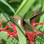 Hummingbird hovering near Monarda