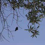 Humming bird