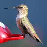 posing hummer