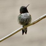 Hummingbird