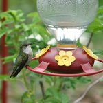 Hummingbird