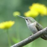 Hummingbird