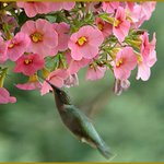 Hummingbird
