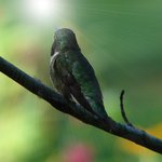 Hummingbird