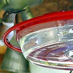 hummingbird at feeder