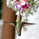 Hummingbird at Hanging Basket
