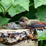 Hummingbird watching me from its bath