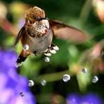 Hummingbird, looks like a Bumble Bee :)
