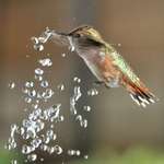 Hummingbird Breaking Water Bubble with her Beak!!