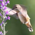 Hummingbird closeup