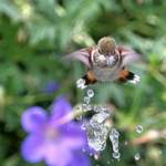 Comical Hummer, crazy over fountain spray