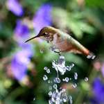 Hummingbird Carrying a Diamond in her Feet while hovering above fountain