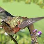 Hummingbird - A different View