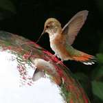 Hummingbird Fairy on Gazing ball 2007, 