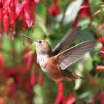 Hummingbird Dance in Flowers