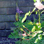 Hummingbird and flowers