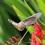 Hummingbird - Acrobatic trix