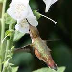 Hummingbird feeding from Foxglove flower