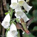 Hummingbird near Foxglove Flowers